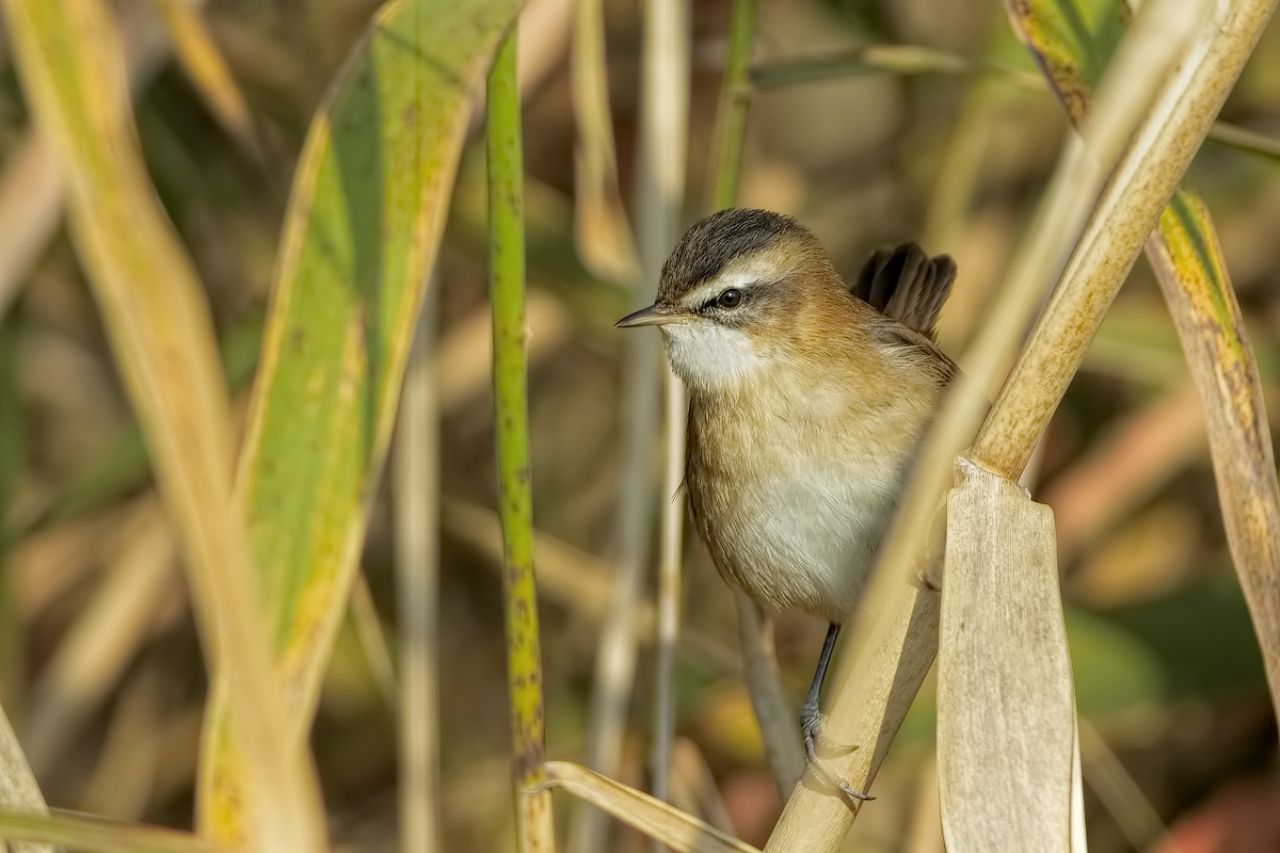 Forapaglie castagnolo (Acrocephalus melanopogon)